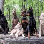 The Truth About Coat Colors According to Doberman Breeders