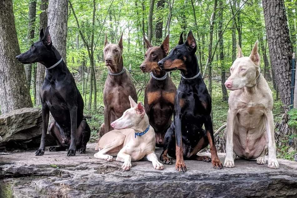 The Truth About Coat Colors According to Doberman Breeders